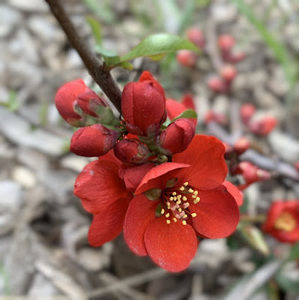 Meet your Posher, Thi hong mai